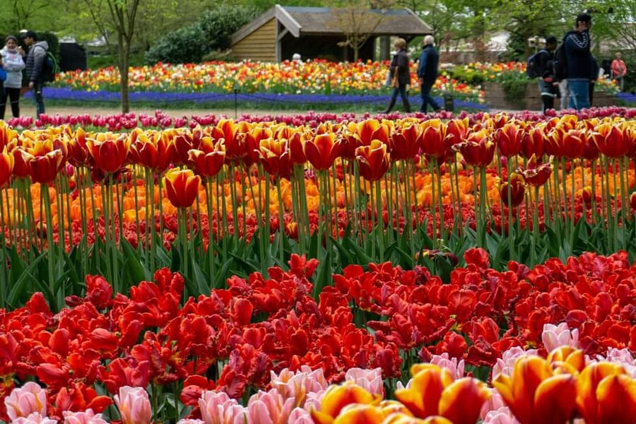 From Amsterdam: VIP Keukenhof Tulip Tour with Private Driver - The indoor tulip-picking experience
