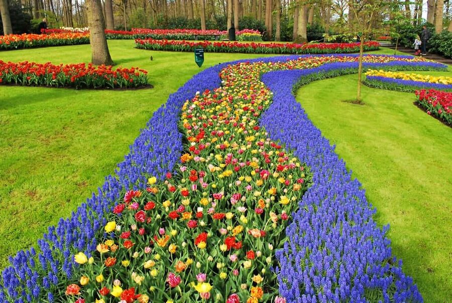 From Amsterdam: VIP Keukenhof Tulip Tour with Private Driver - The ride back to Amsterdam