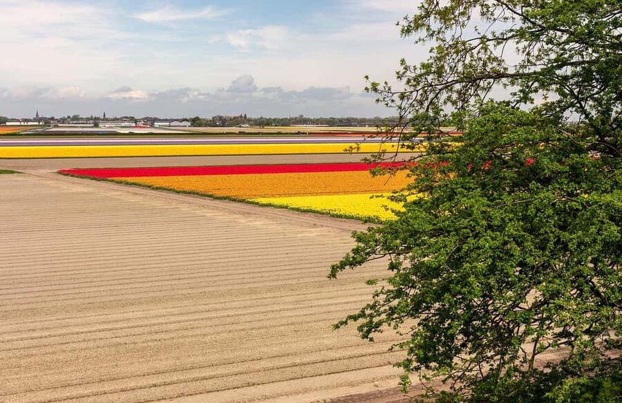 From Amsterdam: VIP Keukenhof Tulip Tour with Private Driver - Should you book this VIP tulip tour?