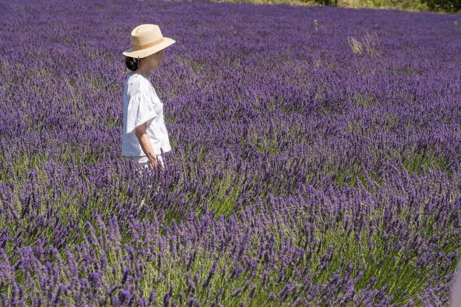From Avignon: Half Day Lavender Tour to Sault - How the guides shape the day