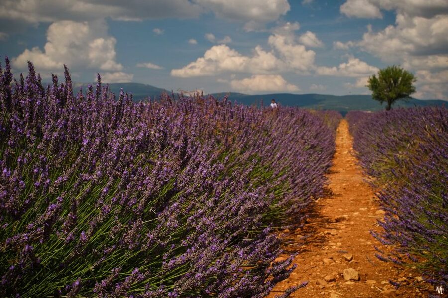 From Avignon: Lavender Fields & Luberon Village Guided Tour - Why this nine-hour Luberon outing works