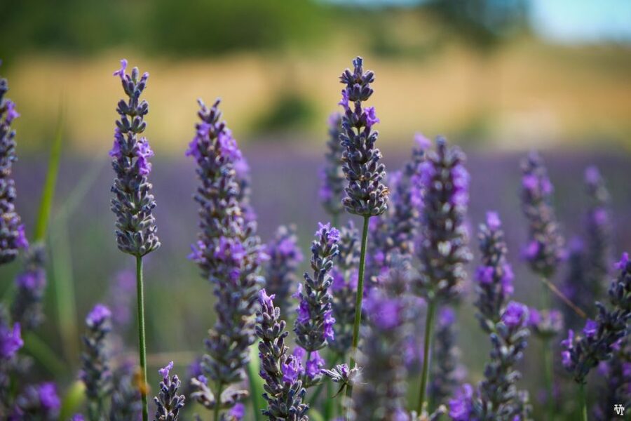 From Avignon: Lavender Fields & Luberon Village Guided Tour - Practical details before you book
