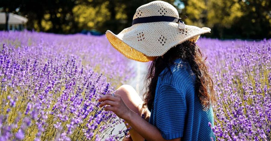 From Avignon: Lavender Fields & Luberon Village Guided Tour - Lavender fields change with the calendar