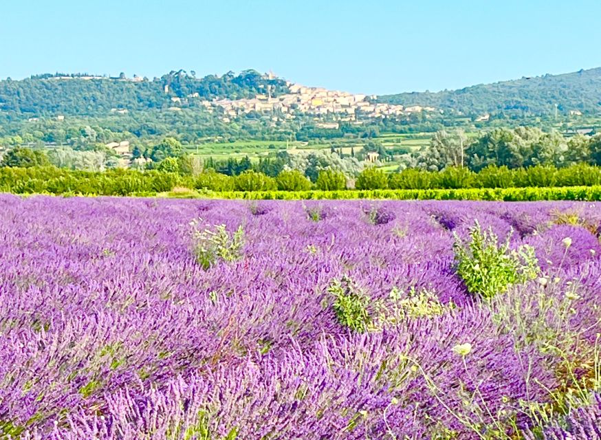 From Avignon: Lavender Tour around Valensole or Sault - Choose between Valensole and Sault by season