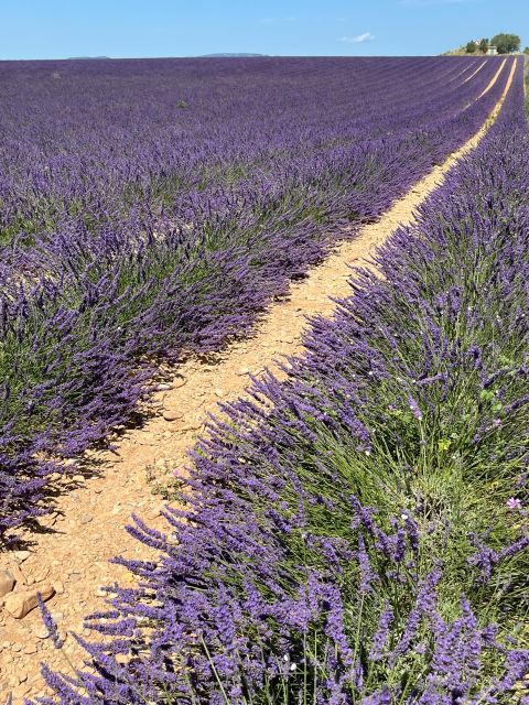 From Avignon: Lavender Tour around Valensole or Sault - Why the six-person limit matters