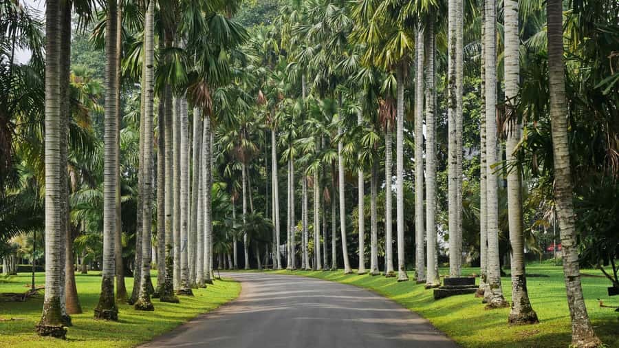 From Bandung: Tea Plantation and Botanical Garden Tour - Why this route works as a Bandung to Jakarta transfer