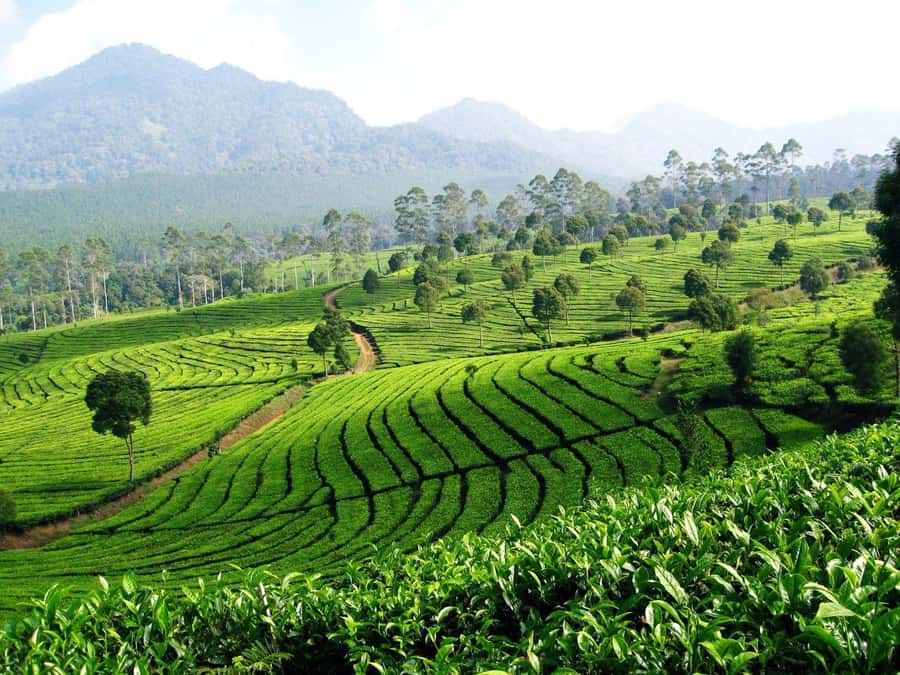 From Bandung: Tea Plantation and Botanical Garden Tour - Bogor Botanical Garden after the tea country