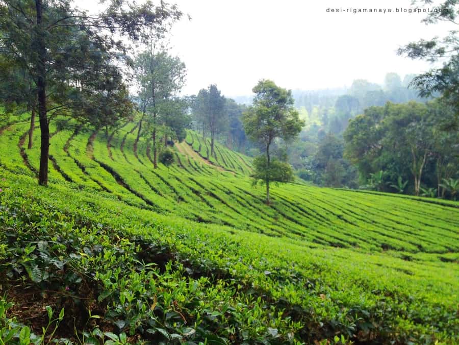 From Bandung: Tea Plantation and Botanical Garden Tour - Who will get the most from this day