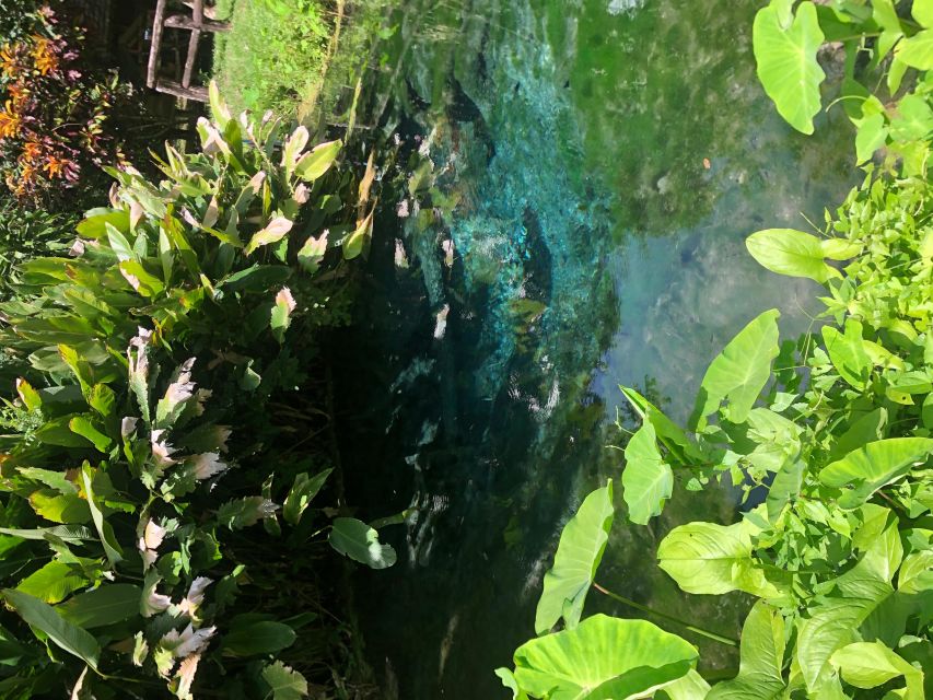 From Chiang Mai: Temples, Sticky Waterfall, and Orchid Farm - What the $80 price covers
