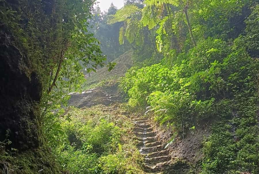 From Jakarta: Bogor Botanical Garden, Ricefield, & Waterfall - What the private format adds