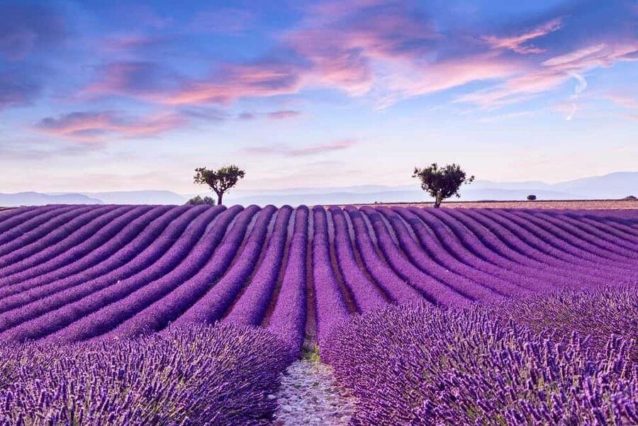 From Madrid: Day Trip to Brihuega Lavender Fields - Key points to know before booking