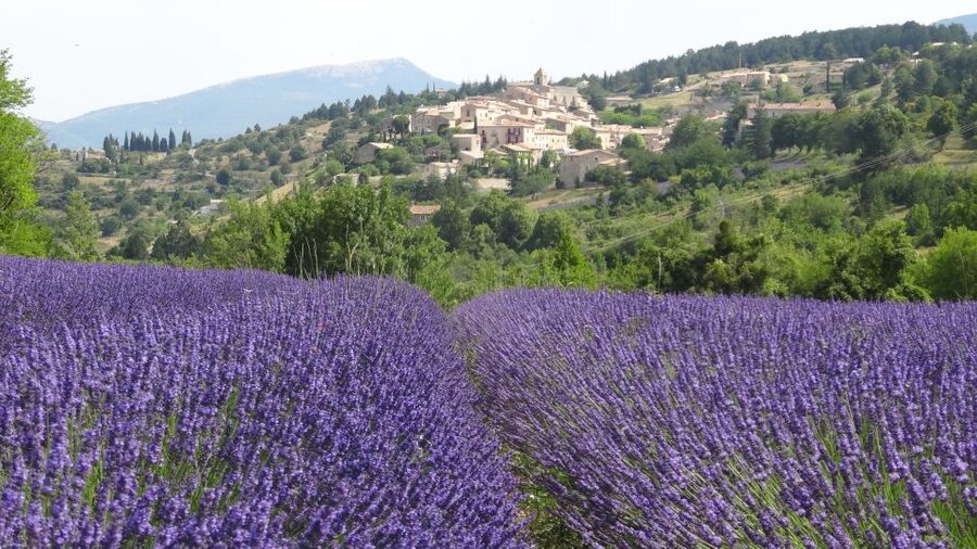 From Marseille: Lavender Full-Day Trip to Sault - Key points at a glance