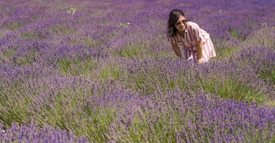 From Marseille: Valensole Lavender Full-Day tour - Key points at a glance