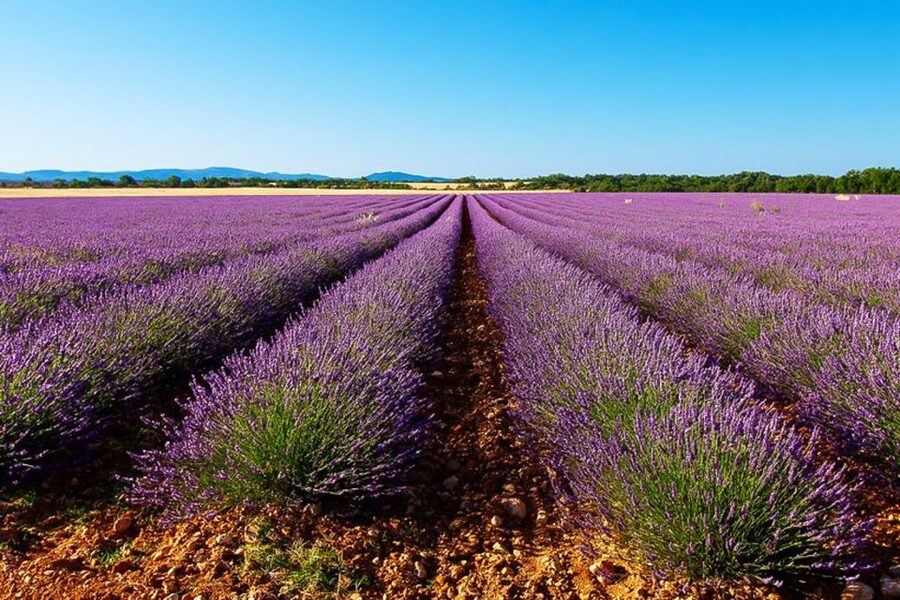From Marseille: Valensole Lavender Full-Day tour - Following the blue-gold harvest