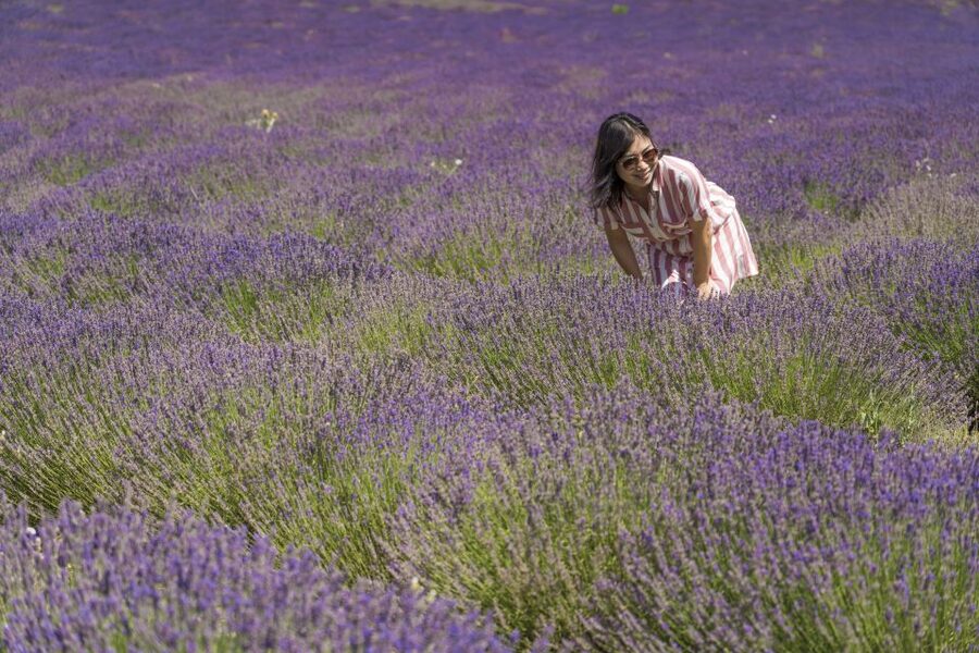 From Marseille: Valensole Lavender Full-Day tour - Leaving Marseille in a minibus