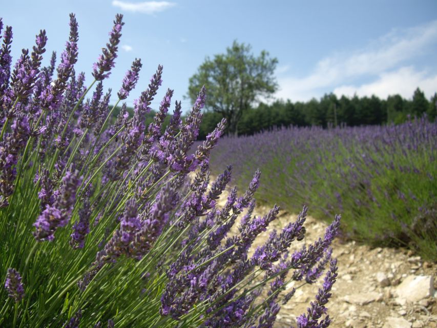 From Marseille: Valensole Lavenders Tour from Cruise Port - Why the Valensole Plateau Is Worth the Long Ride