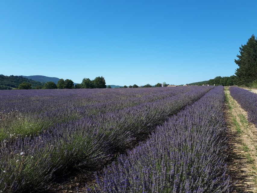 From Marseille: Valensole Lavenders Tour from Cruise Port - Photographing the First Lavender Fields
