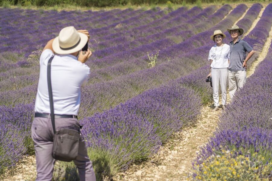 From Marseille: Valensole Lavenders Tour from Cruise Port - What You Learn About Fine Lavender