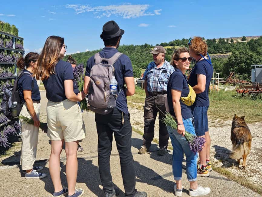 From Marseille: Valensole Lavenders Tour from Cruise Port - Who Will Enjoy This Tour Most?
