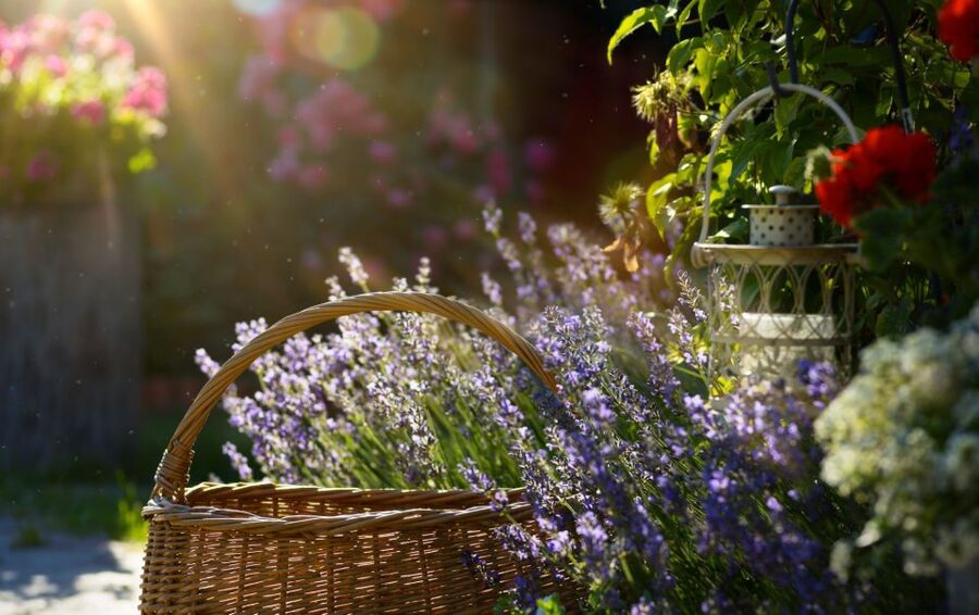 From Nice: Flower Fields & Saint Cassien Lake Full-Day Trip - The scented garden at Lavanderaie de Marie