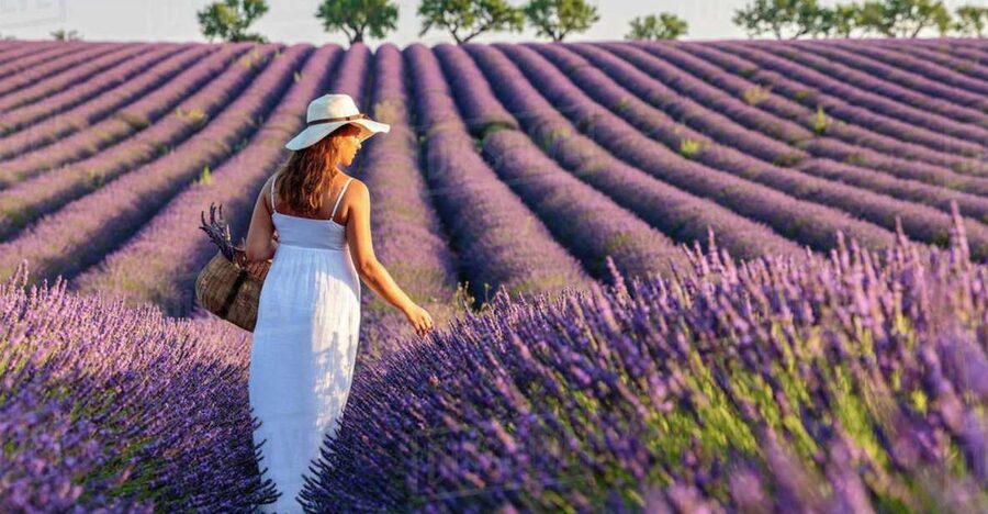 From Nice: Full-Day Provence and Lavender Tour - Who should book this day in Provence