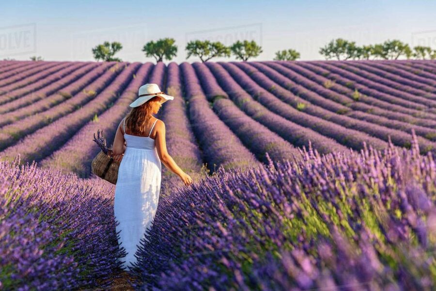 From Nice: Full-Day Provence and Lavender Tour - Should you book this Provence tour?