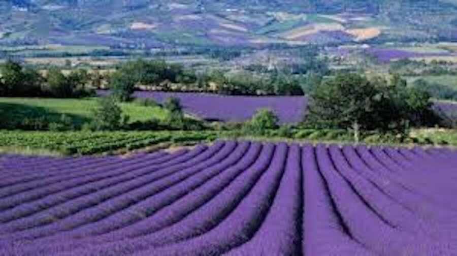 From Nice: Full-Day Provence and Lavender Tour - Moustiers-Sainte-Marie after the fields