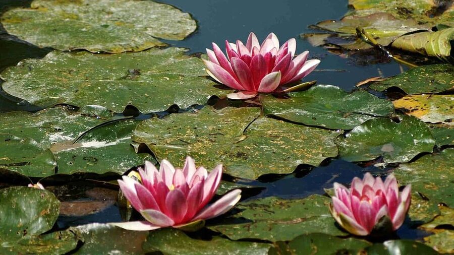 From Paris: Giverny Monet’s House & Gardens Half-Day Tour - Is $113 a fair price?