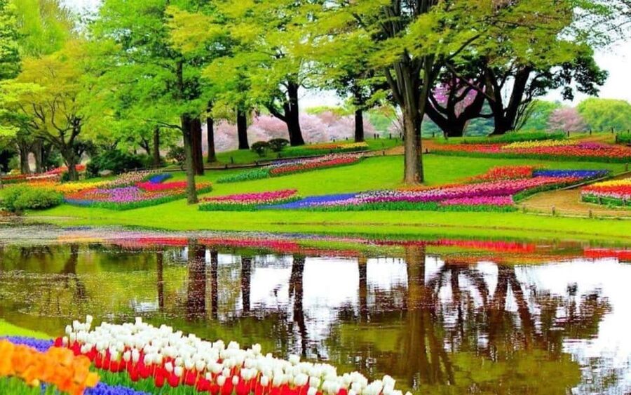 From Rotterdam: Private Keukenhof & Windmills Tour - Why this private day works from Rotterdam