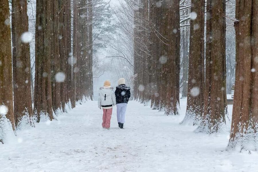 From Seoul: Nami Island, K-drama Garden & Rail Bike Day Tour - Why this Seoul day trip works
