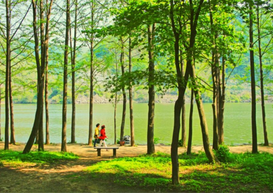 From Seoul: Nami Island, K-drama Garden & Rail Bike Day Tour - Lunch at a local restaurant