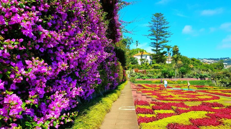 Funchal: Madeira Botanical Garden Tuk-Tuk Tour + Old Town - One hour among Madeira’s 2,500 plant species