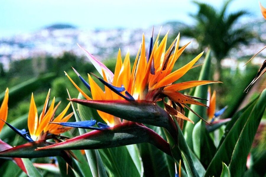 Funchal: Madeira Botanical Garden Tuk-Tuk Tour + Old Town - Guide style: personal, safe, and often funny