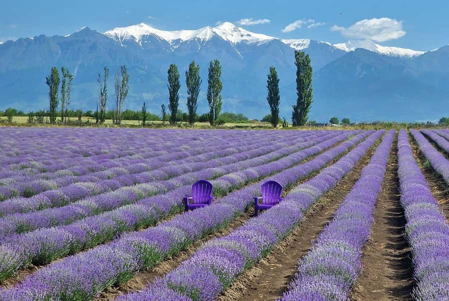 Gabala & Lavender Fields Group Guided tour - Key points to know before booking