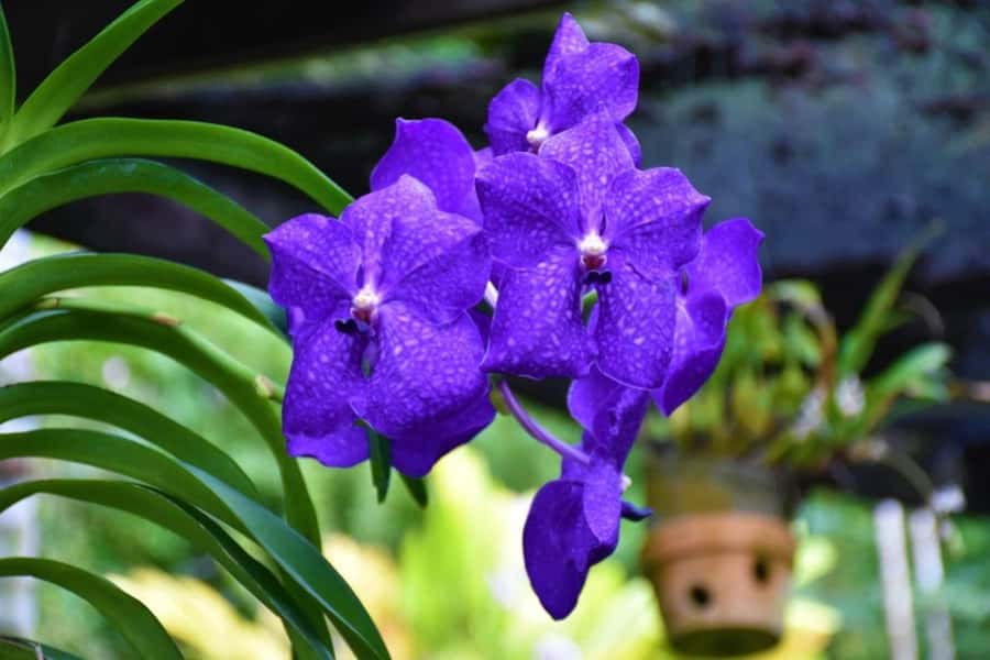 Garden of Sleeping Giant with Sabeto Hotspring Mudpool Tour - From Nadi to the green Sabeto Valley
