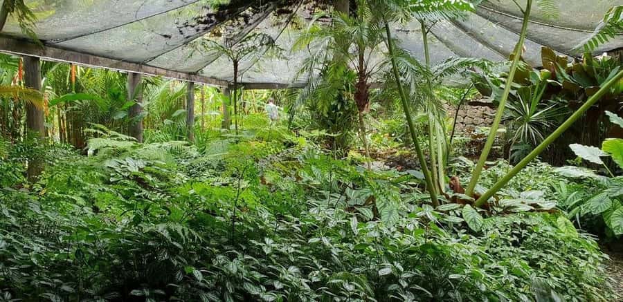 Garden of Sleeping Giant with Sabeto Hotspring Mudpool Tour - Timing, cancellations, and practical booking advice