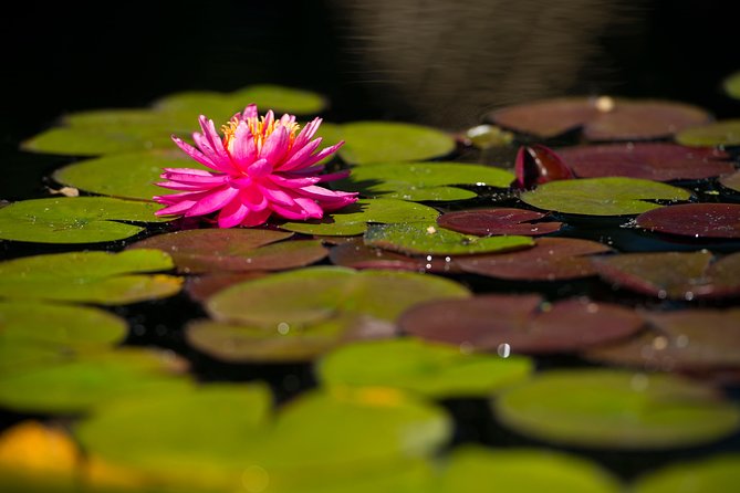 General Admission to Denver Botanic Gardens Ticket - Plant collections from Asia to Patagonia