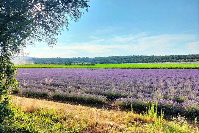 Gorges du Verdon : Lavenders, Canyon Boat Picnic & Villages - Tom’s guiding style and group atmosphere