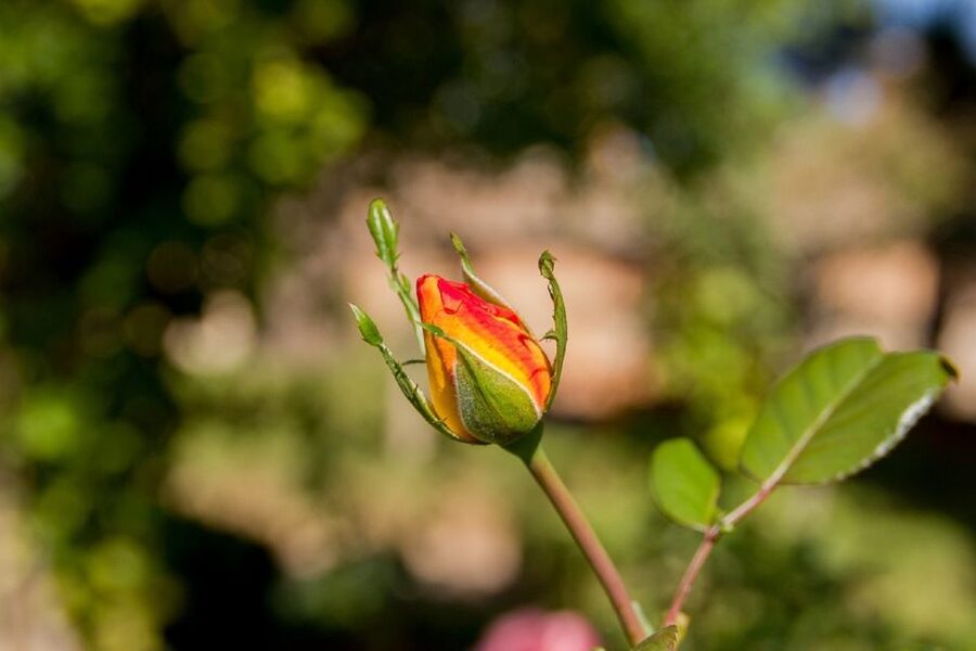 Granada: Alhambra Gardens, Generalife & Alcazaba Guided Tour - Should you book it?