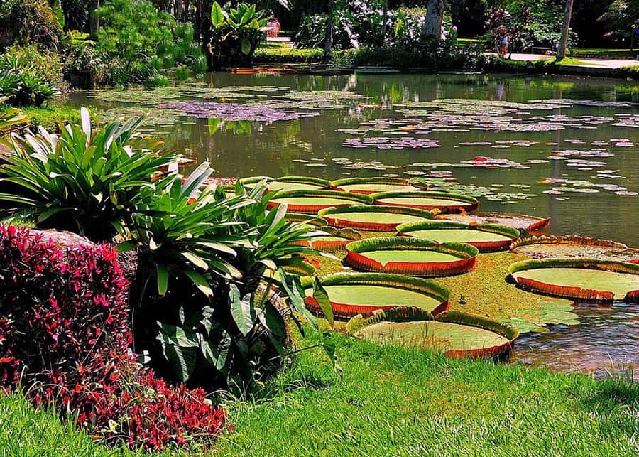 Green Rio: Guided Tour of Botanical Garden and Lage Park - Weather, walking, and access
