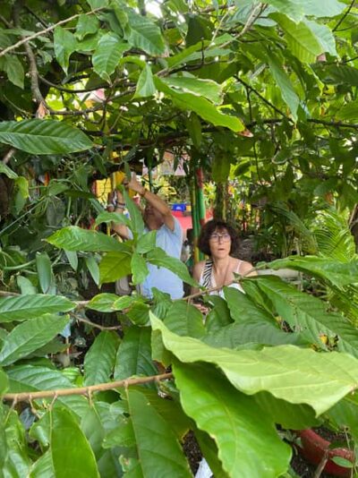 Grenada: Spice and Herb Garden Tour with Beach Visit