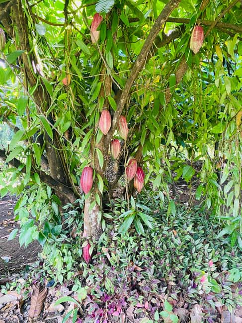Grenada: Spice and Herb Garden Tour with Beach Visit - Who should book this experience