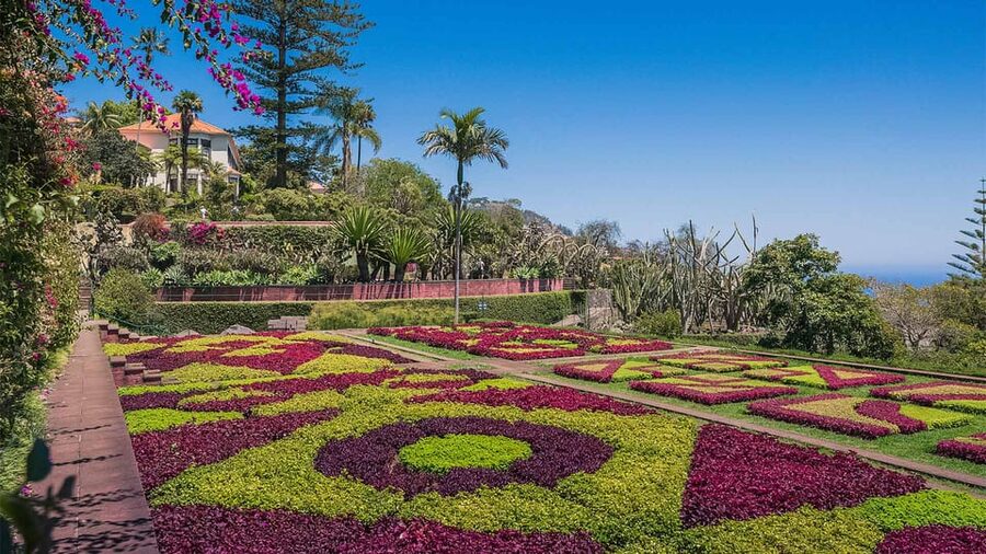 Guided Tuk-Tuk Tour to Botanical Garden (From Funchal) - From Avenida do Mar to the Botanical Garden