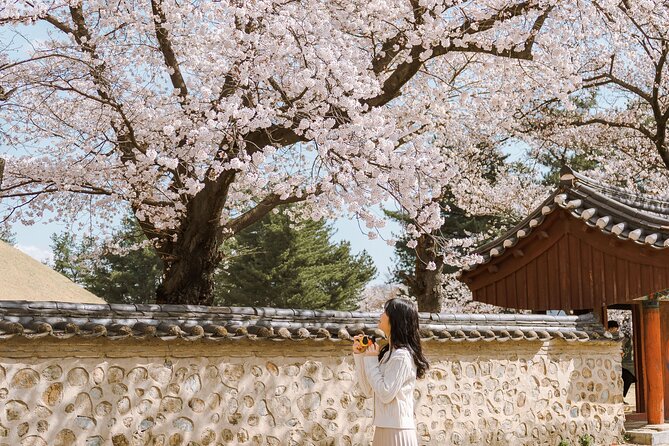 Gyeongju Cherry Blossom Day Tour from Busan (2~3 spring spots) - Bridges, forests, and old royal Korea