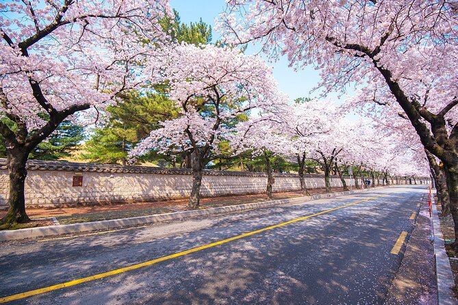 Gyeongju Cherry Blossom Day Tour from Busan (2~3 spring spots) - Guides, language support, and the group rhythm