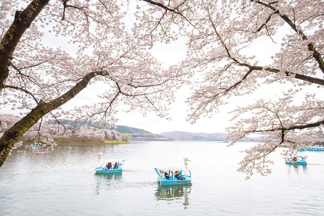Gyeongju Cherry Blossom Day Tour from Busan (2~3 spring spots) - Is $55 good value for this spring day?