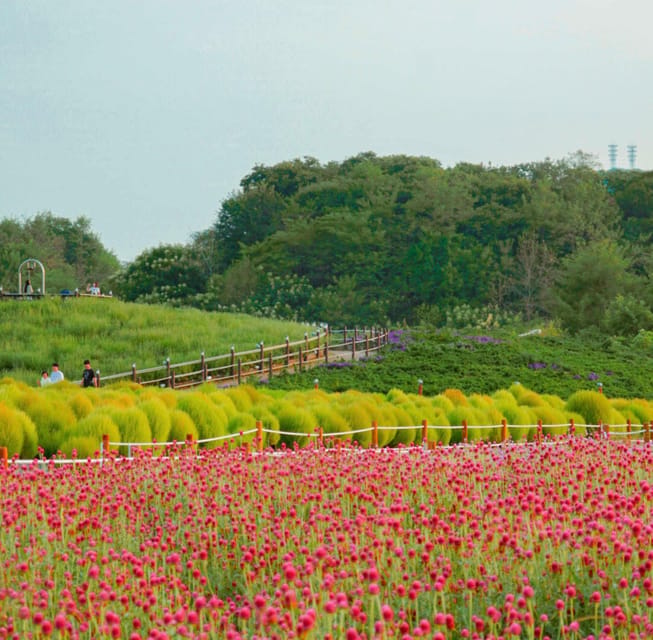 Hantan Canyon & Goseokjeong Flower Garden & Pink Muhly Park - What the Seoul Transfer Adds to the Day