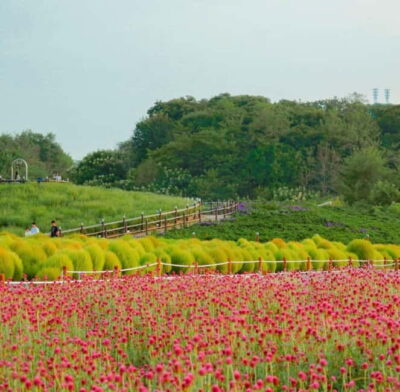 Hantan Canyon & Goseokjeong Flower Garden & Pink Muhly Park