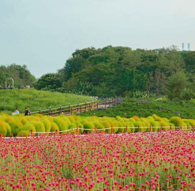 Hantan Canyon & Goseokjeong Flower Garden & Pink Muhly Park - Yangju Nari Park and the Pink Muhly Fields