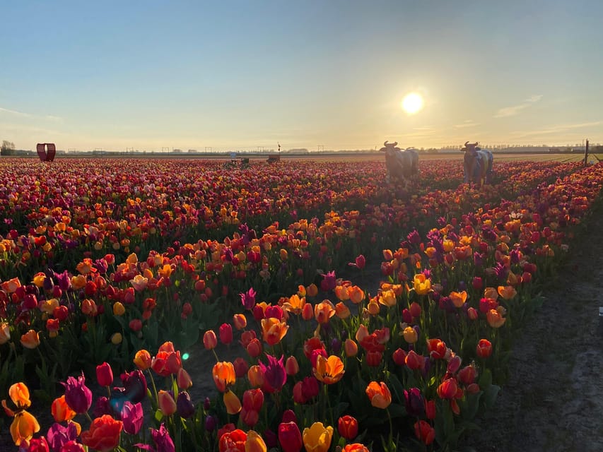 Hillegom: Tulip Barn Entry Ticket - Walking through 2.5 million blooming tulips